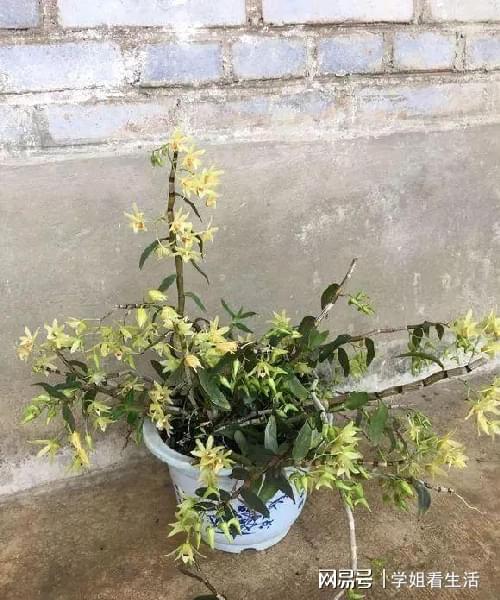 陽臺綠植新風尚 自種人參靈芝石斛與西洋參，養(yǎng)生健康觸手可及