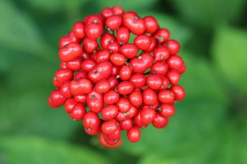 人參果不是人參的果實(shí)，別再傻傻分不清楚啦！